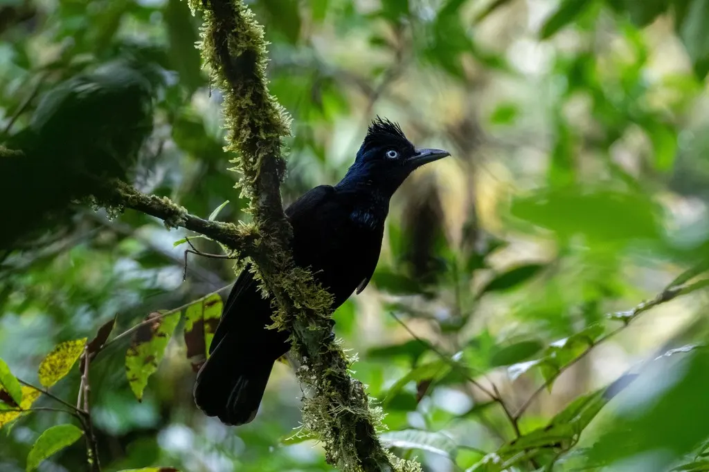 亚马孙伞鸟(Cephalopterus ornatus)