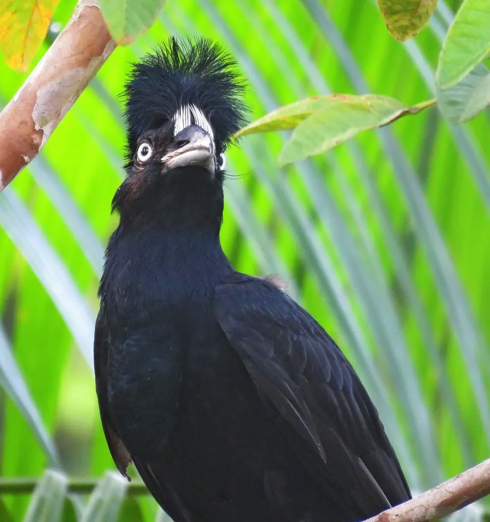 亚马孙伞鸟(Cephalopterus ornatus)