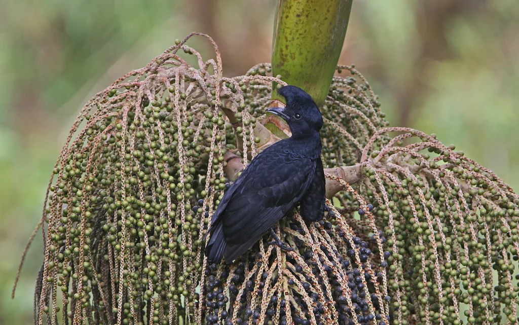 长耳垂伞鸟(Cephalopterus penduliger)