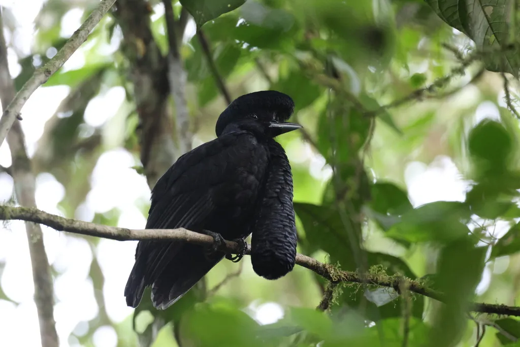 长耳垂伞鸟(Cephalopterus penduliger)