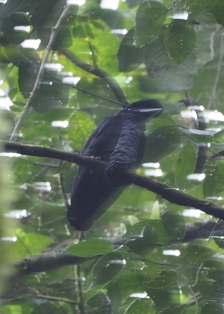 长耳垂伞鸟(Cephalopterus penduliger)