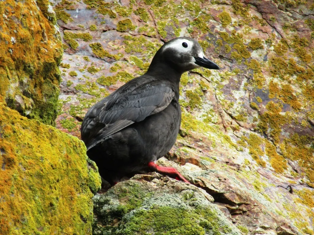 白眶海鸽(Cepphus carbo)