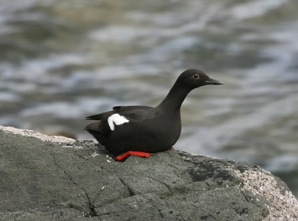 海鸽(Cepphus columba)