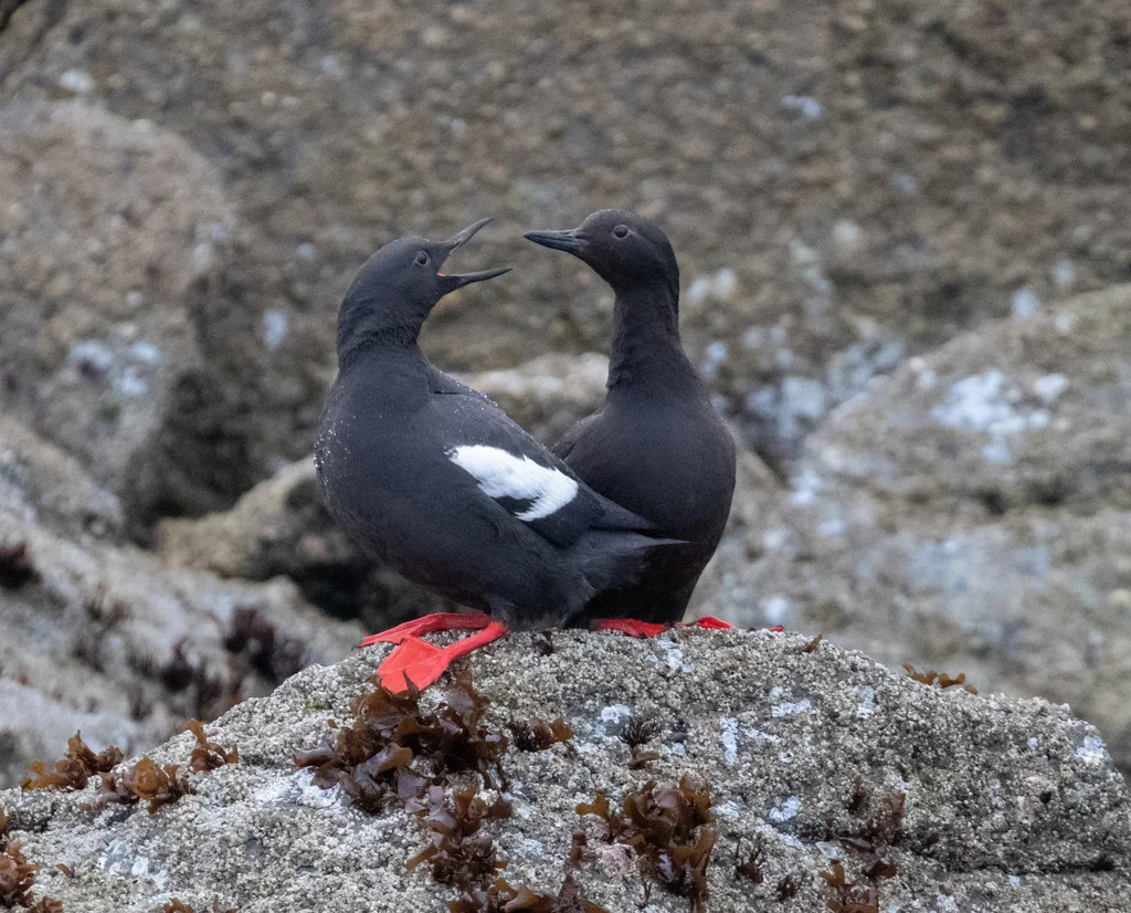海鸽(Cepphus columba)
