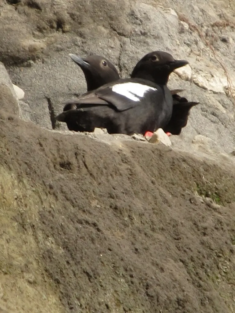 海鸽(Cepphus columba)