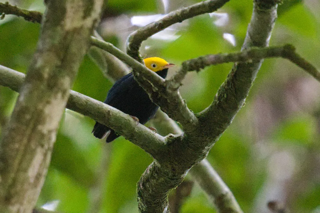 金头娇鹟(Ceratopipra erythrocephala)