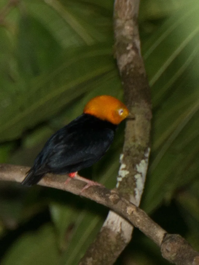 金头娇鹟(Ceratopipra erythrocephala)