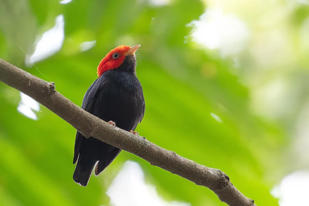 红头娇鹟(Ceratopipra rubrocapilla)
