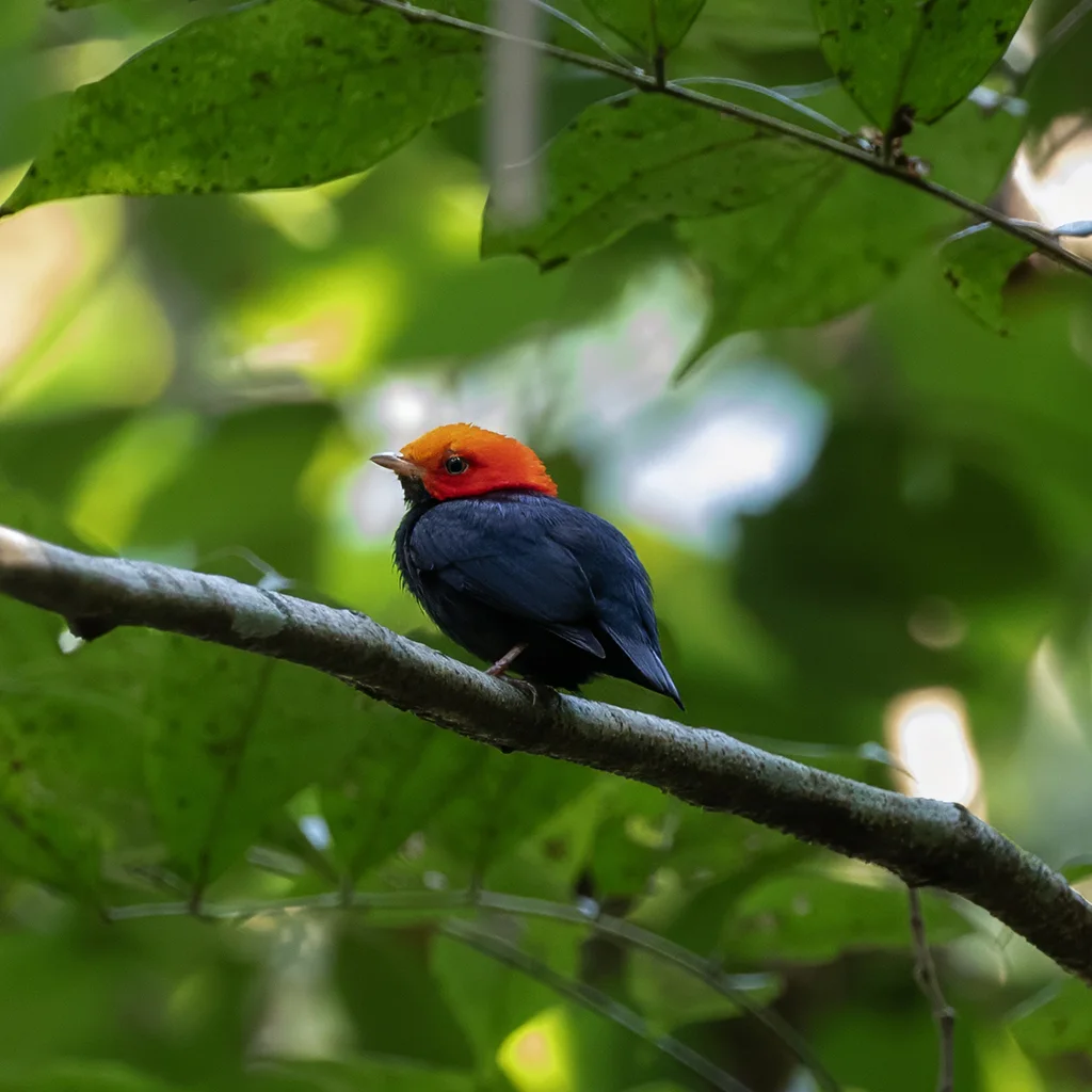 红头娇鹟(Ceratopipra rubrocapilla)