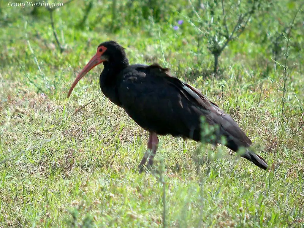 长尾鹮(Cercibis oxycerca)