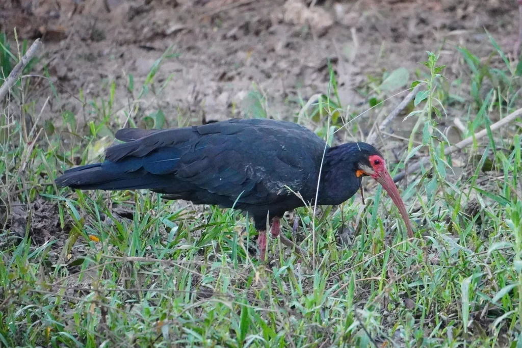长尾鹮(Cercibis oxycerca)