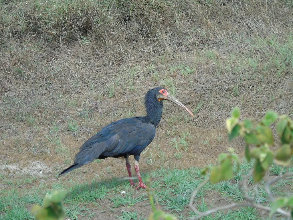 长尾鹮(Cercibis oxycerca)