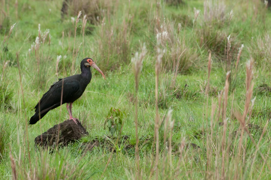 长尾鹮(Cercibis oxycerca)