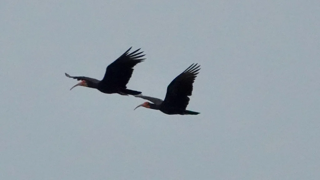 长尾鹮(Cercibis oxycerca)
