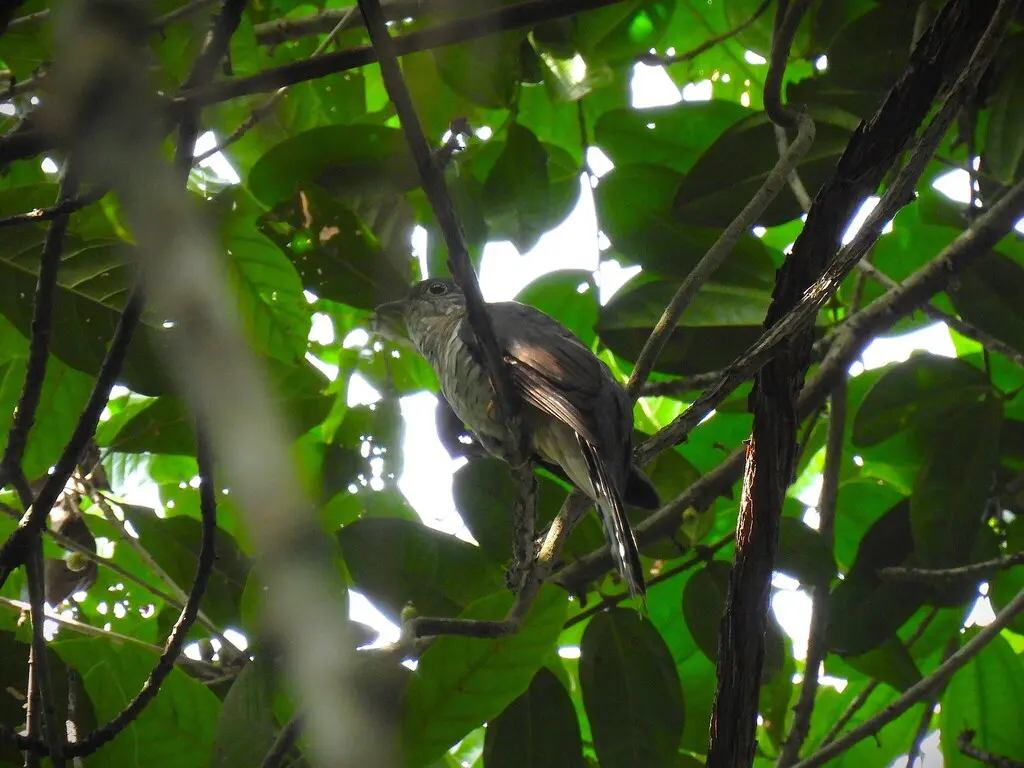 绿长尾鹃(Cercococcyx olivinus)