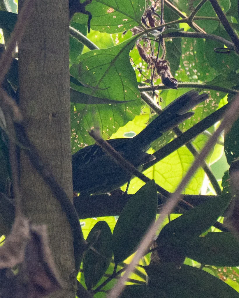里约蚁鸟(Cercomacra brasiliana)