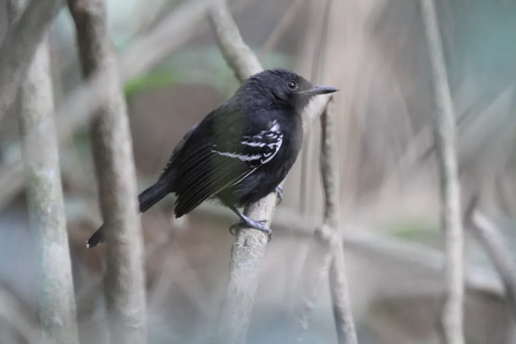 巴西蚁鸟（Cercomacra carbonaria）