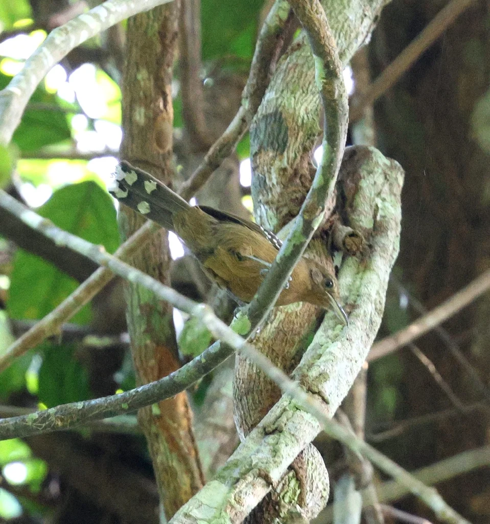 灰蚁鸟(Cercomacra cinerascens)