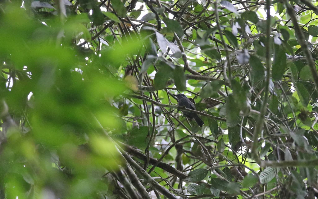 灰蚁鸟(Cercomacra cinerascens)