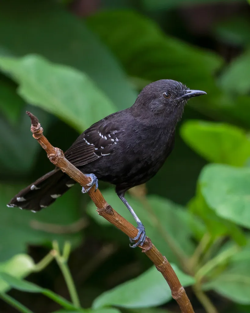 马托蚁鸟(Cercomacra melanaria)