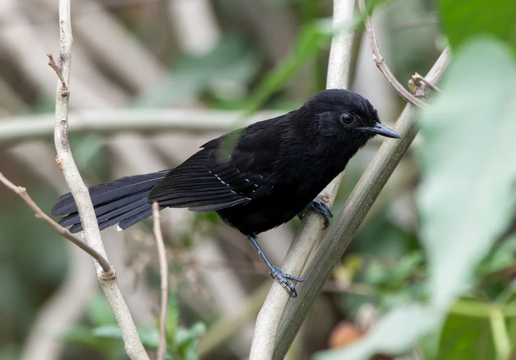 马托蚁鸟(Cercomacra melanaria)