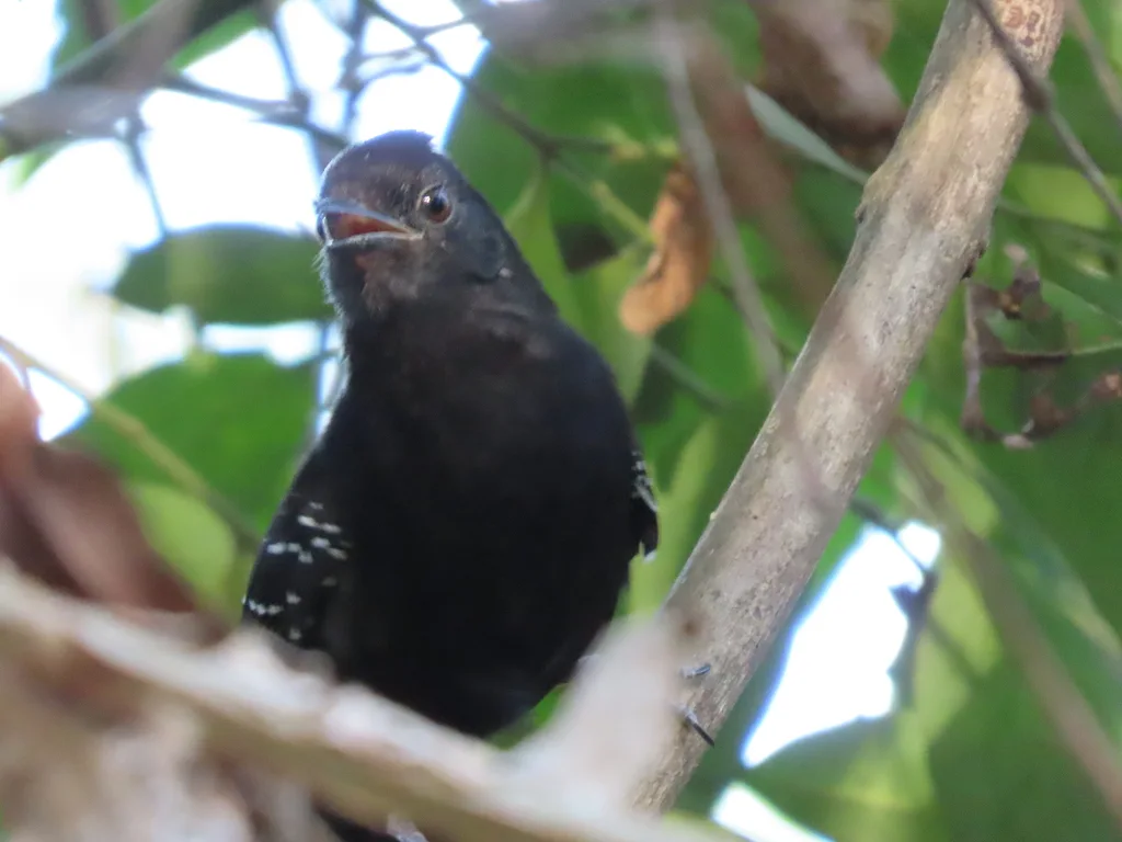 马托蚁鸟(Cercomacra melanaria)