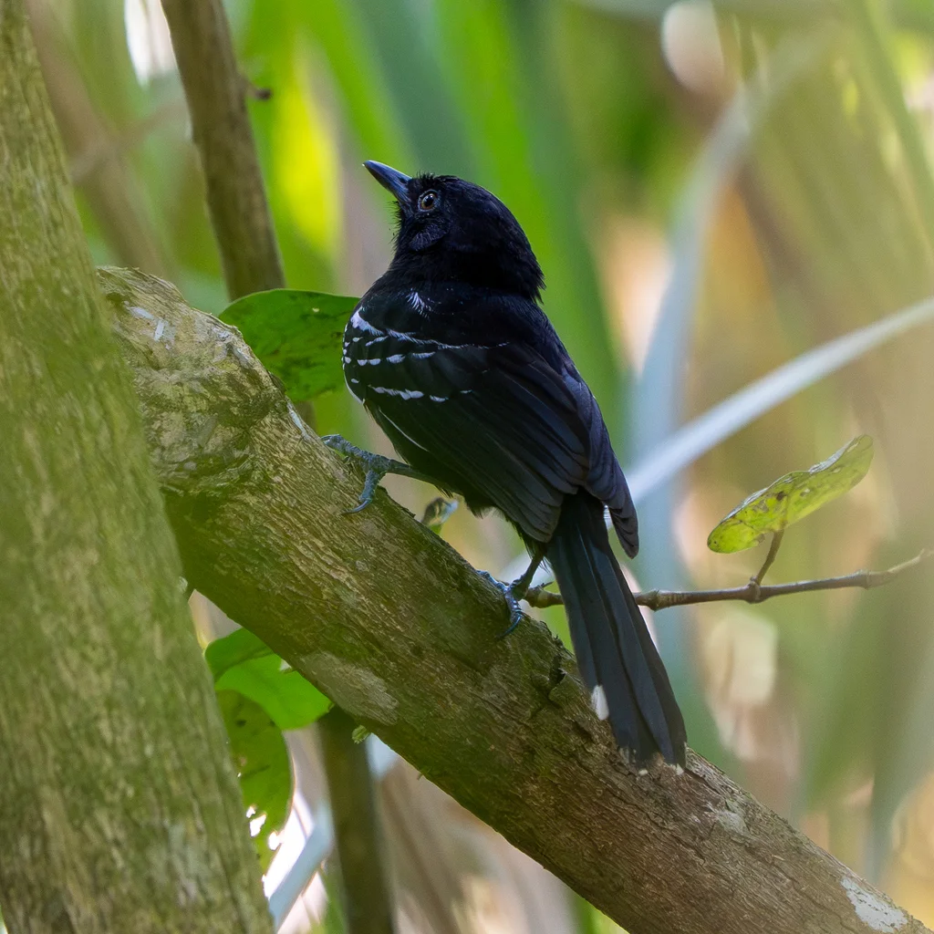 辉黑蚁鸟(Cercomacra nigricans)