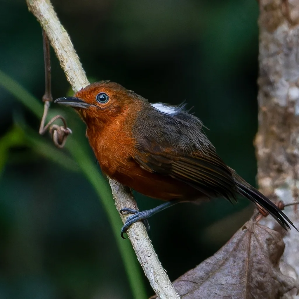 淡黑蚁鸟(Cercomacroides nigrescens)