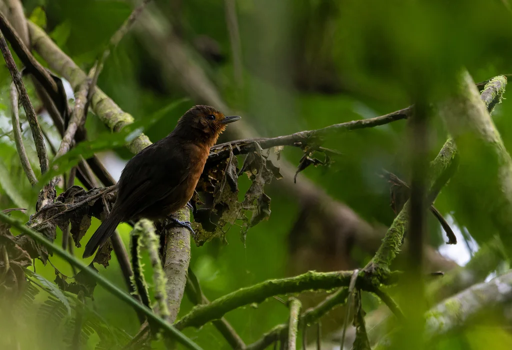 淡黑蚁鸟(Cercomacroides nigrescens)