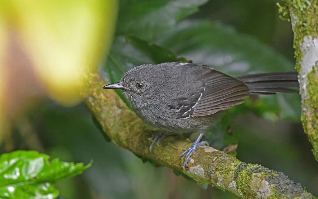 帕氏蚁鸟(Cercomacroides parkeri)