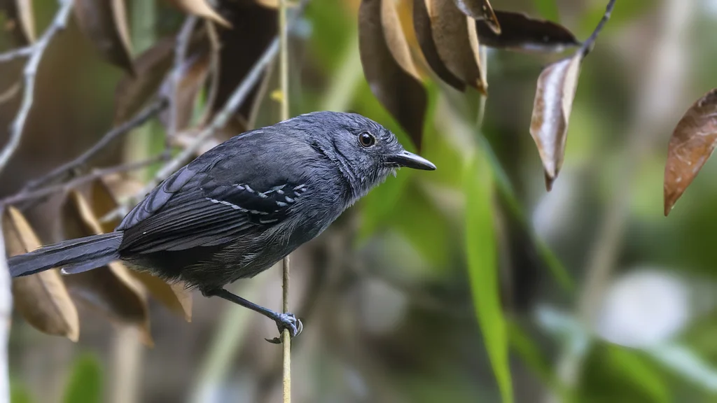 帕氏蚁鸟(Cercomacroides parkeri)