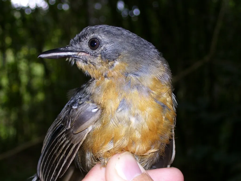 帕氏蚁鸟(Cercomacroides parkeri)