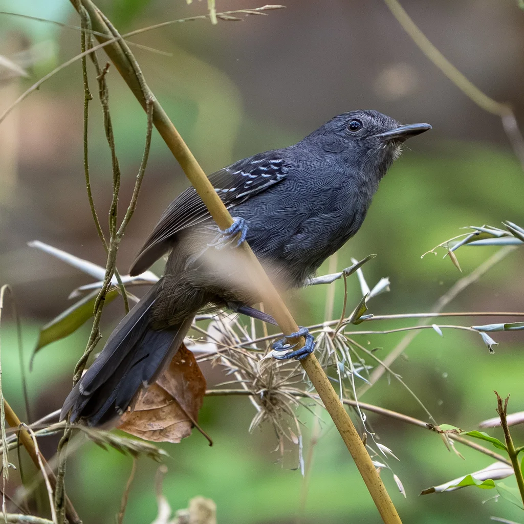 暗蚁鸟(Cercomacroides tyrannina)