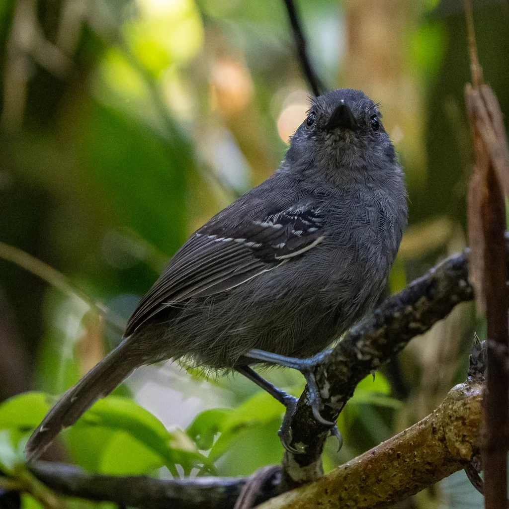 暗蚁鸟(Cercomacroides tyrannina)
