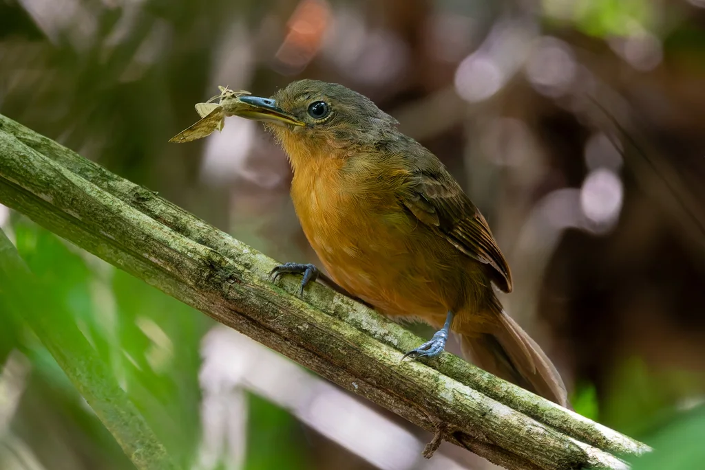 暗蚁鸟(Cercomacroides tyrannina)