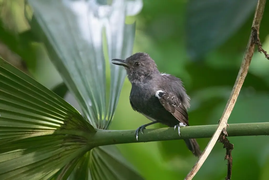 暗蚁鸟(Cercomacroides tyrannina)