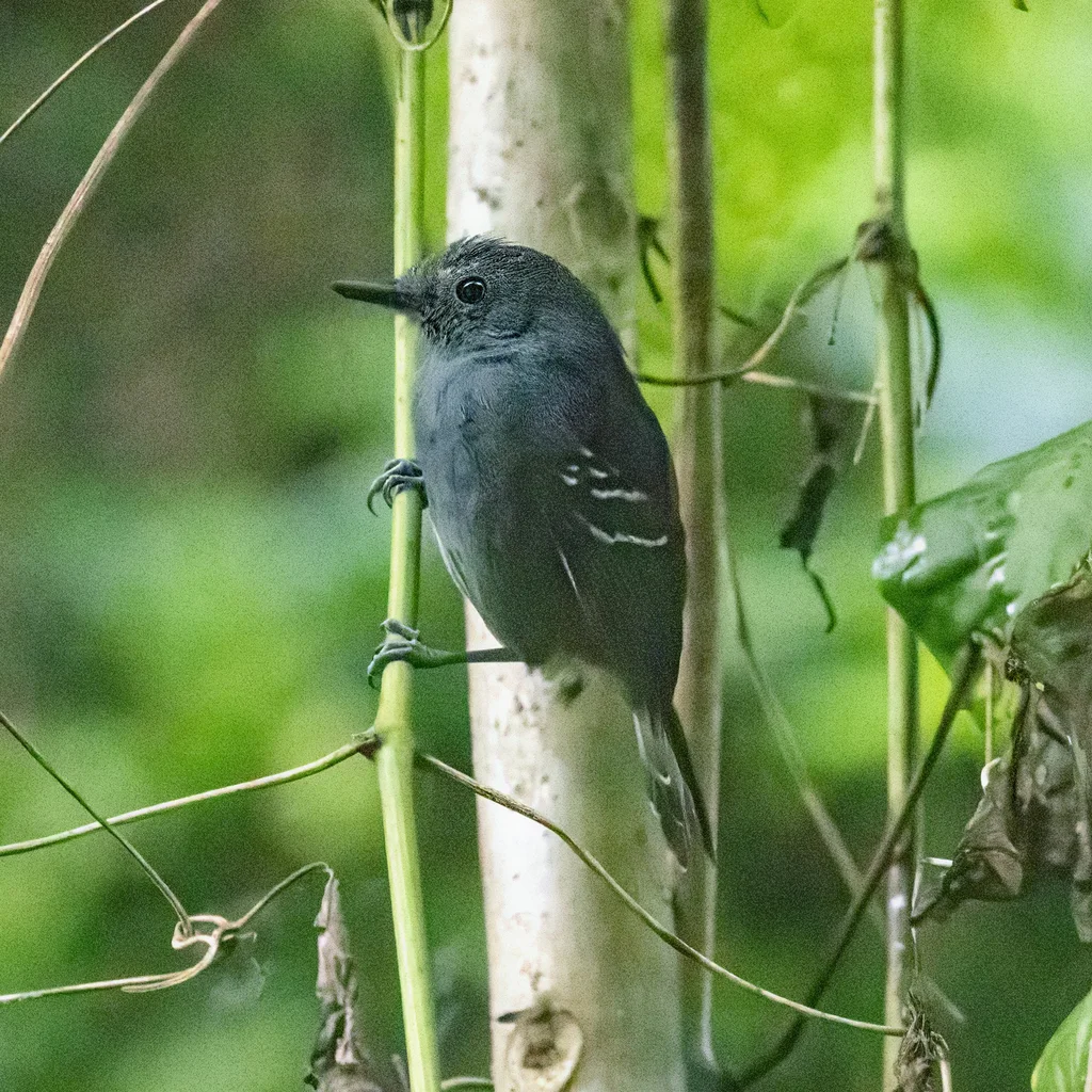暗蚁鸟(Cercomacroides tyrannina)