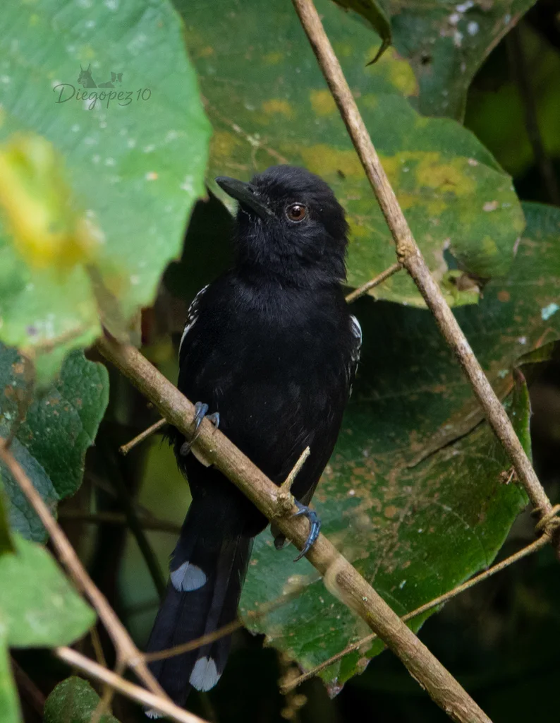 暗蚁鸟(Cercomacroides tyrannina)