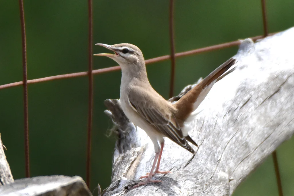 棕薮鸲(Cercotrichas galactotes)