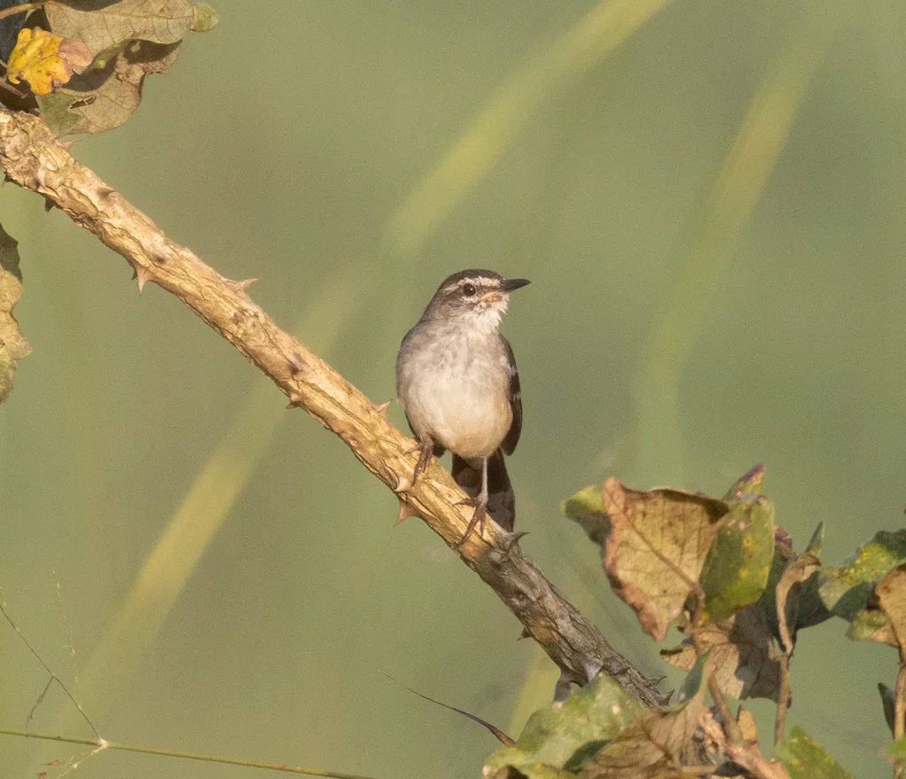 褐背薮鸲(Cercotrichas hartlaubi)