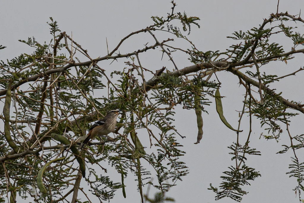 褐背薮鸲(Cercotrichas hartlaubi)