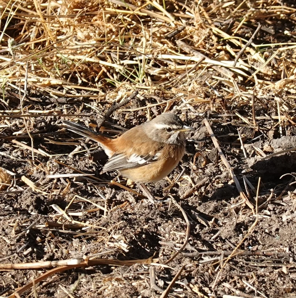 白眉薮鸲(Cercotrichas leucophrys)