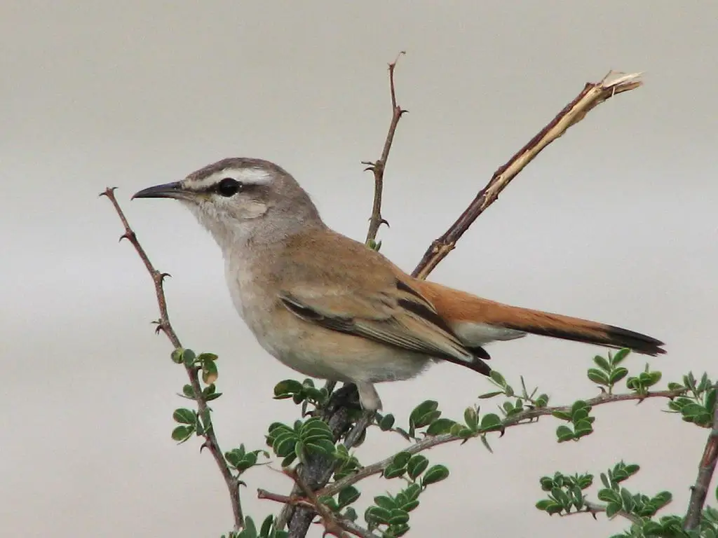 沙薮鸲(Cercotrichas paena)
