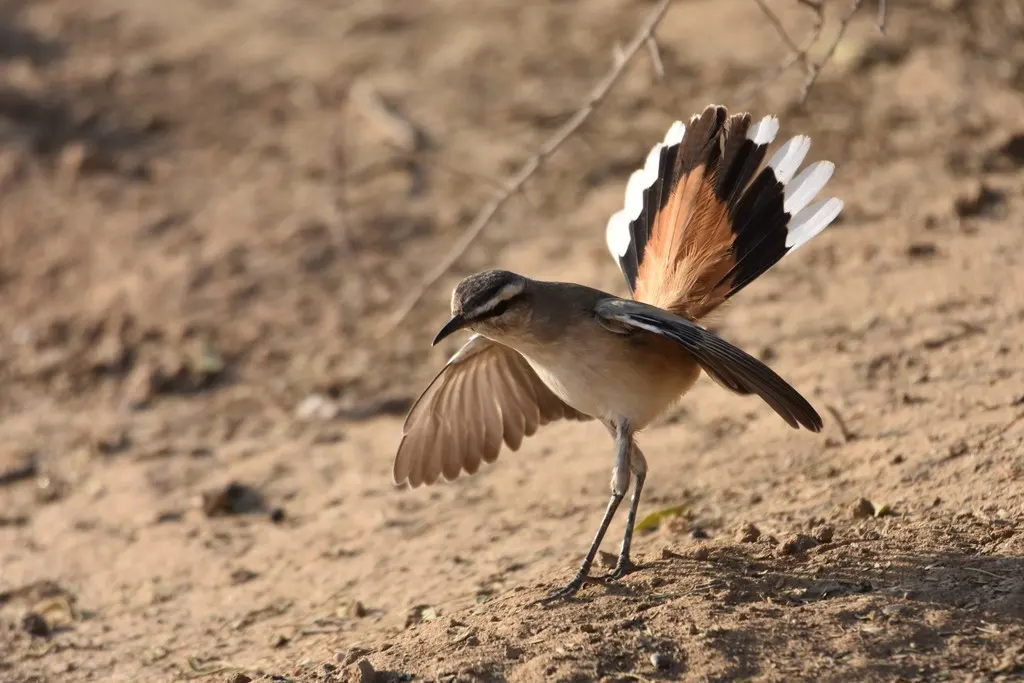 沙薮鸲(Cercotrichas paena)
