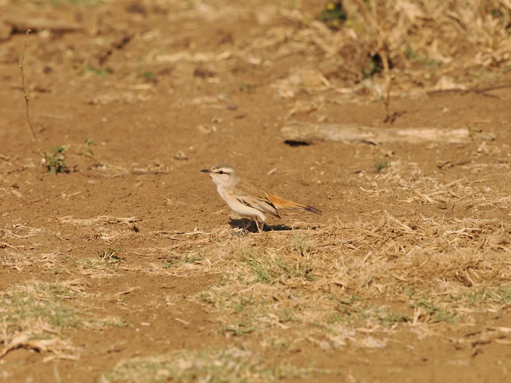 沙薮鸲(Cercotrichas paena)