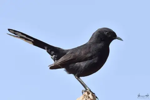 黑薮鸲