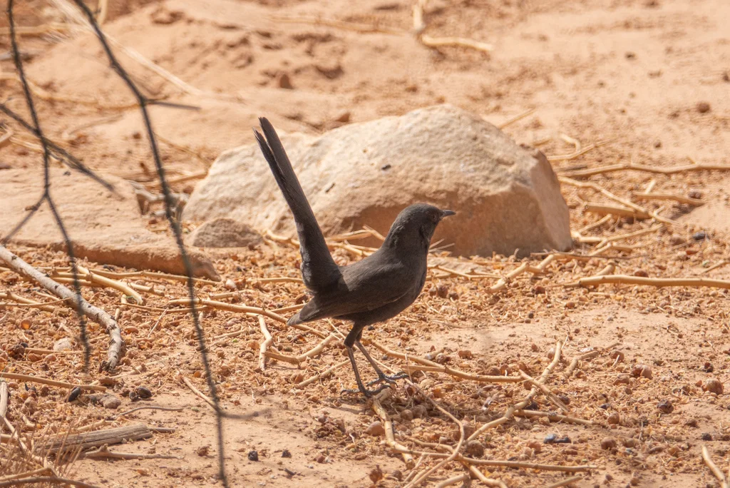 黑薮鸲(Cercotrichas podobe)