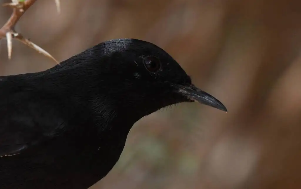 黑薮鸲(Cercotrichas podobe)