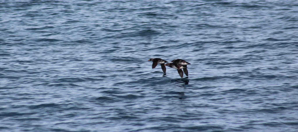 角嘴海雀(Cerorhinca monocerata)
