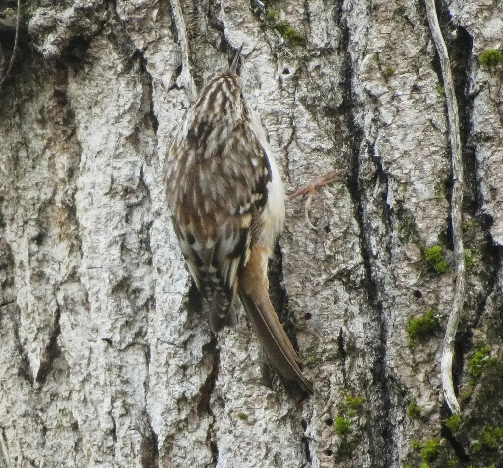 美洲旋木雀(Certhia americana)